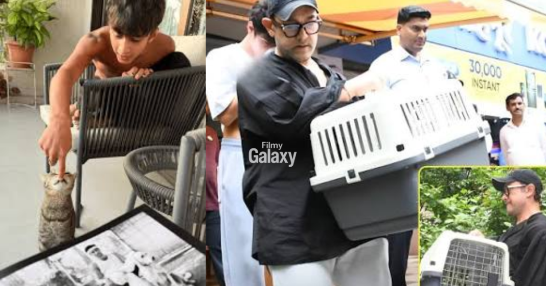 Kiran Rao cat Miri passes away Kiran Rao cat Miri passes away